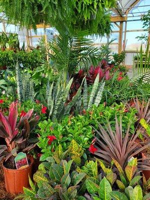 Tropical Plants