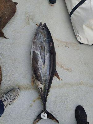 Nice massive tuna caught by our buddy Robert!