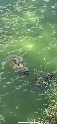 Curiously, couple dozen turtles approaching as we addressed the tee box.