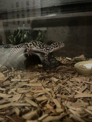 leopard gecko