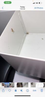 Bug in shelf/box next to bec