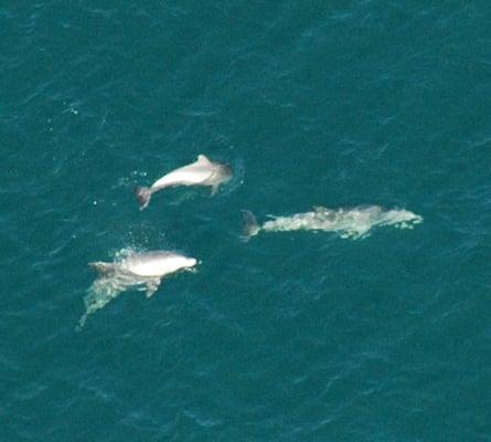 We often see large schools of dolphin on our tours.