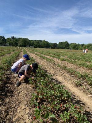 Strawberry Patch