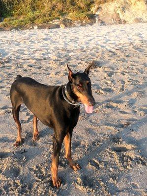 This is Max taken to soon! He loved visits Nipomo Dog & Cat Hospital, almost as much as he liked going to the beach! Dr.Stamp is wonderful.