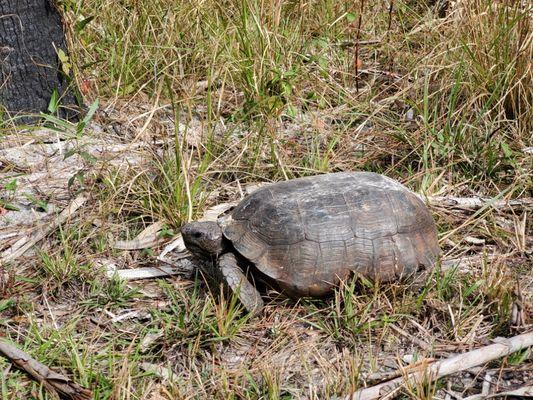 Tortoises do not swim. Keep them on land