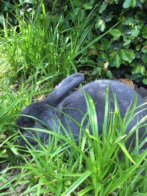 Apollo the Giant Flemish Rabbit School bunny