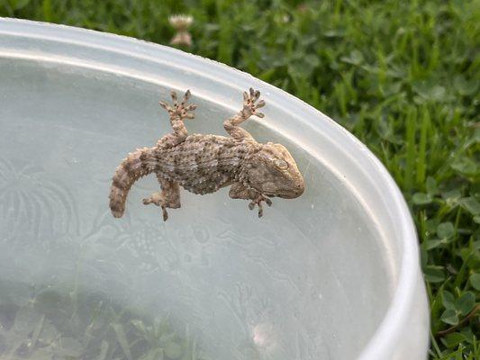 Moorish gecko