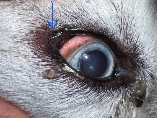 Blue arrow is the mass rubbing his eye and causing the excessive eye boogers.