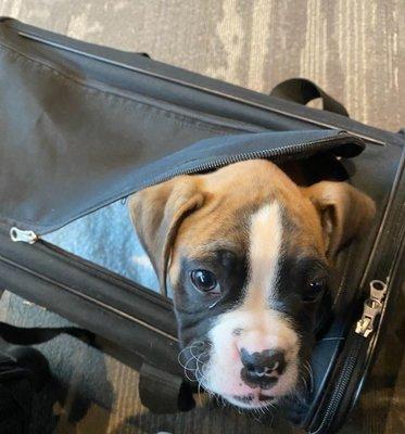 Boxer puppy transported