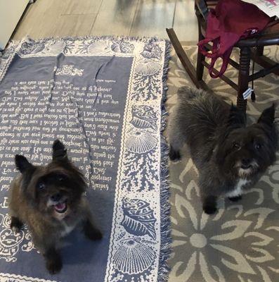 Rosie and Frankie after getting their summer cut.