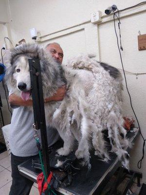 Shaving a husky at grooming with love.