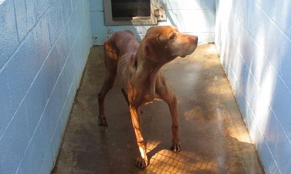 This is Blue Ridge Kennel. These dogs are starved, denied vet care with rotting teeth and oozing sores