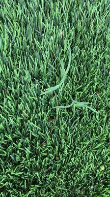 Grass growing on in turf