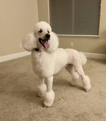 Pup after groom.