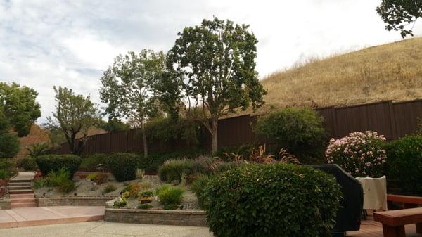 Nicely trimmed oak tree Milpitas, CA