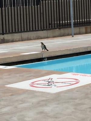 Hawk came to swim!