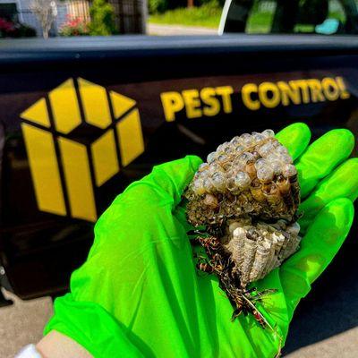 Wasp Services are included in all of our General Pest Control treatments. Palisade treats for wasps and knocks down all wasp & hornet nests.