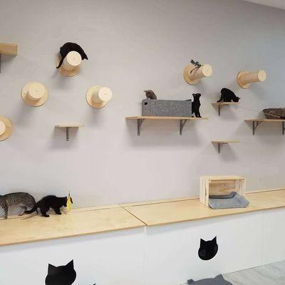 Play on the cat wall