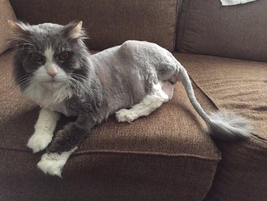 My regal 16 year old kitty after his fantastic haircut from Ark!