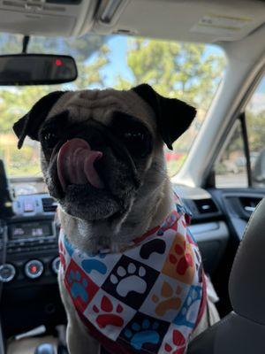 Nala the Pug right after her oatmeal bath