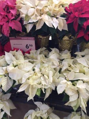 poinsettias