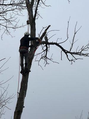 Cutting dead Ash tree