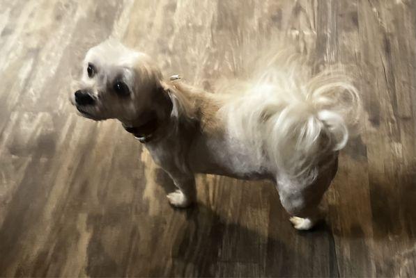 Havanese cut