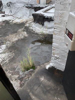 Water pooling roof door wide open and grass growing