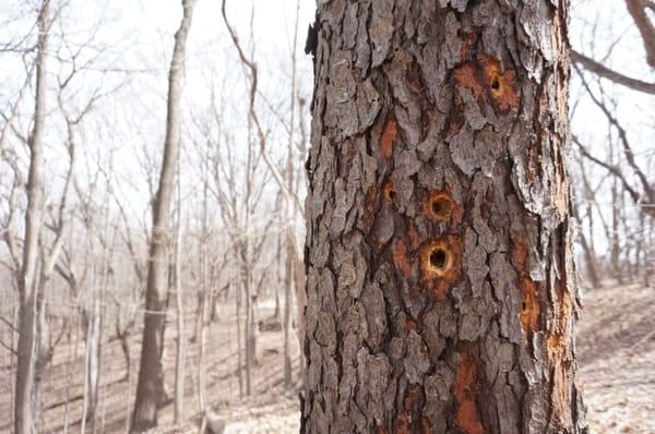 A woodpecker was zooming from tree to tree along the hiking trail, checking all these little holes he'd created in the trees.