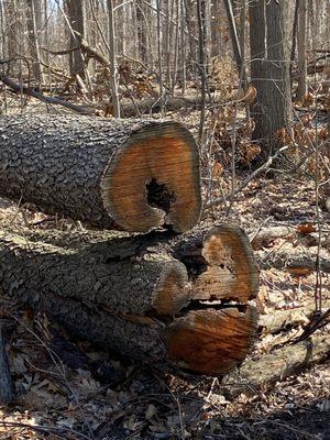 Gotta love the rich colors of this fallen tree. Wait, do I see a mouse face in the lower log?