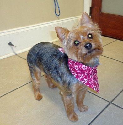 Gracie: Yorkie