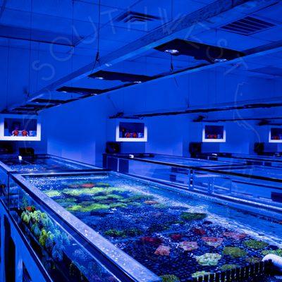 Coral Farm - We design, install, and maintain saltwater aquariums. We also aquaculture beautiful corals! Give us a call today!