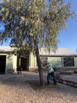 Tree to be removed