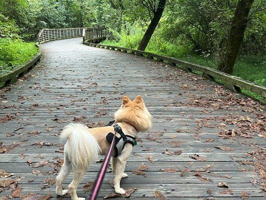 Puppy   at Bridge