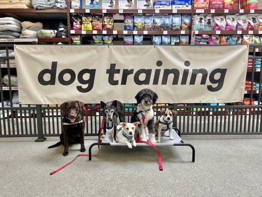 Have Fun training your dog with Janell's Happy Dogs! At Pet Food Express, 1975 Market St. San Francisco