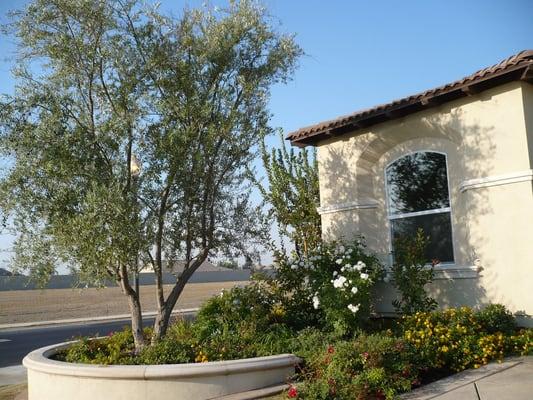 Fieldgrown Olive in raised planter