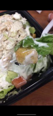 Salad with a fly