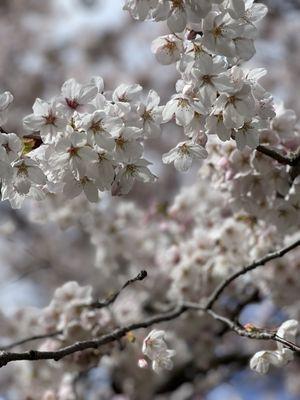 Cherry Blossoms @ University of Washington