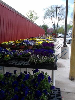 Sidewalk full of plants