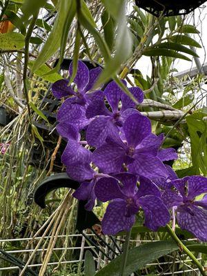 Vanda