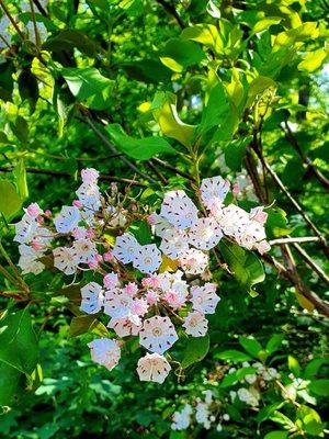 Gentle 3/4 mile trail around Lake Placid: Mountain Laurel