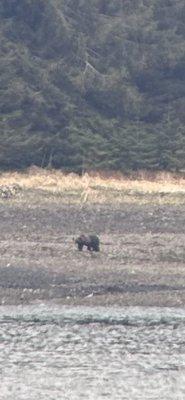 We saw a bear across the waterway!