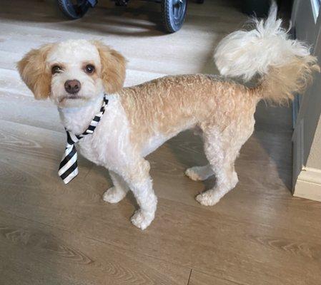 Theo the Maltipoo