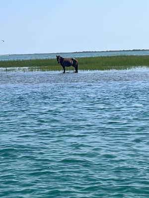 Wild horses at Shackleford Banks. Our guide Carter kept us far away to avoid spooking them but close enough to see.