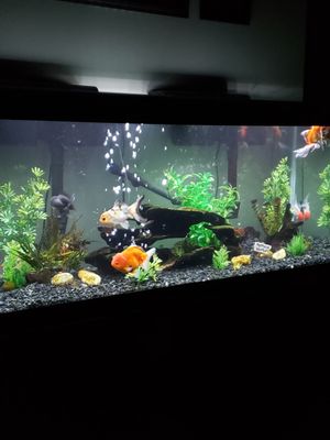 Aquarium Management Systems