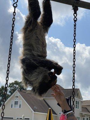 Feeding and petting a sloth!!!