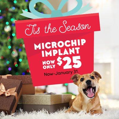 Have a new furry family member? Be sure to get them microchipped  with permanent identification