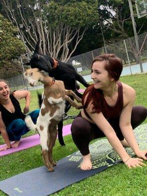 Goat yoga