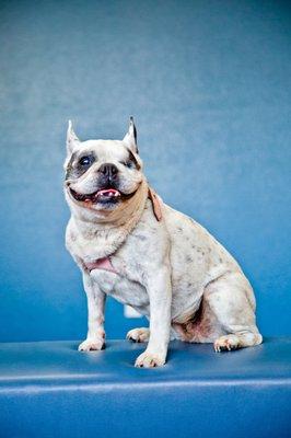 Dr. D's dog and our clinic ambassador, Evie.