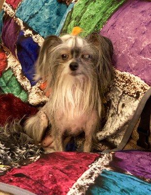 Chinese Crested (hairy hairless)